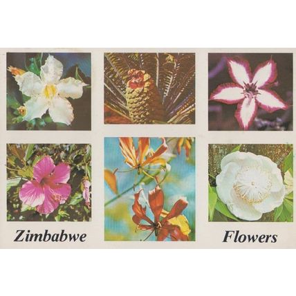 Zimbabwe Flowers White Sabi Star Cycad Hibiscus South African Postcard