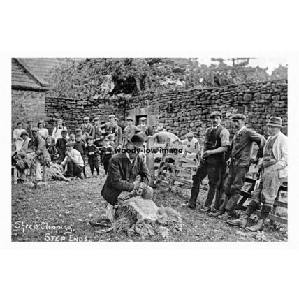pt3950 - Sheep Clipping , Step Ends , Renfrewshire Scotland - Print 6x4