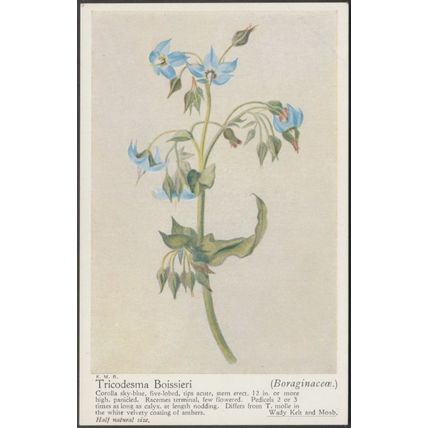 Boraginaceæ - Tricodesma Boissieri, c.1940s - Postcard