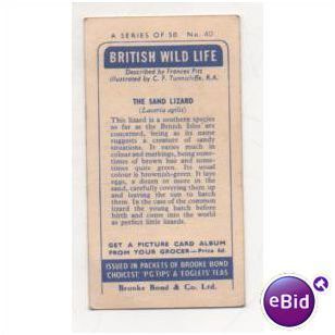 1958 Brooke Bond & Co. Ltd Tea card British Wild Life No.40 The Sand Lizard