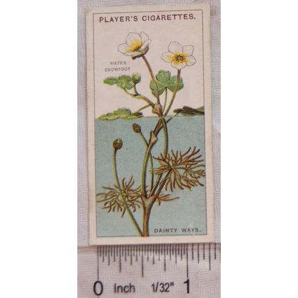 1923 Players Struggle for Existence No. 8 dainty ways, Water Crowfoot