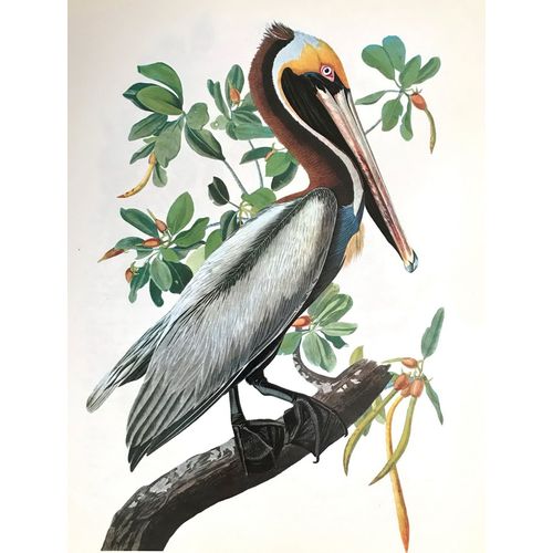 Vintage Audubon BROWN PELICAN Bird Print Poster Natural History wall animal art