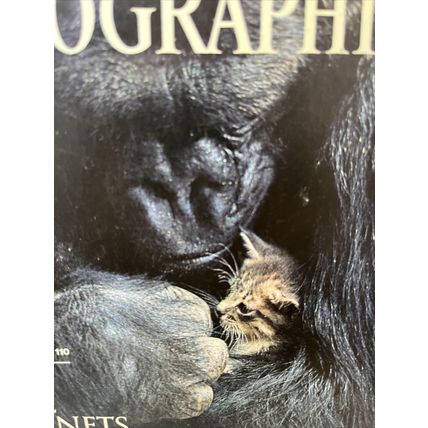 National Geographic Magazine January 1985 KoKo's Kitten - Vintage Collectable