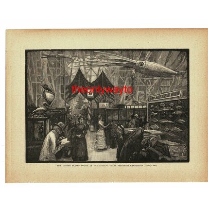 United States Court At Fisheries Exhibition, 1883, Book Illustration (Print)