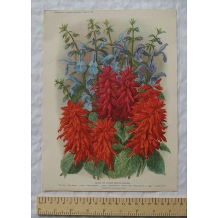1939 Amateur Gardening illustration - Salvias for Summer Bedding Schemes