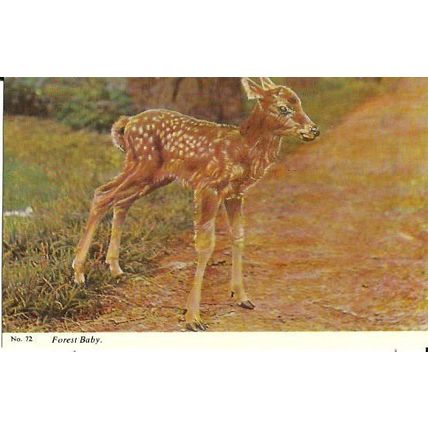 Animals FOREST BABY DEER Postcard (Harvey Barton 72)