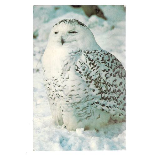SNOWY OWL...unused vintage postcard The Hawk Conservancy, Weyhill, Andover #