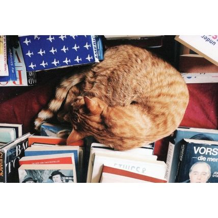 Shop Cat at Bikini Beach Books Bookstore Cape Town South African Postcard