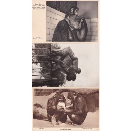 Boo Boo & Jubilee London Zoo Monkey Chimpanzee 3x Postcard s