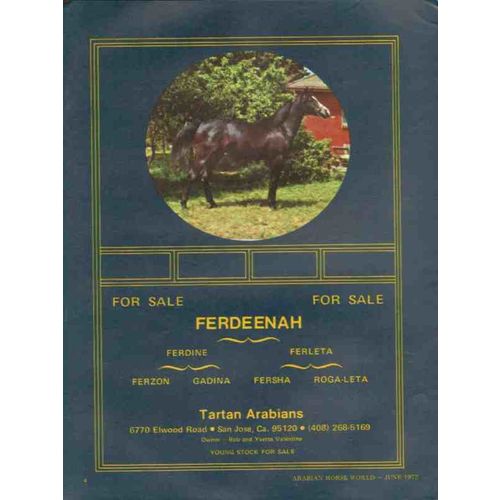 tartan arabians 1972 ferdeenah ferdine ferleta stud horse vintage ad