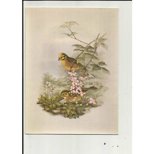 YELLOWHAMMER (John Gould) Postcard by Athena (9035)