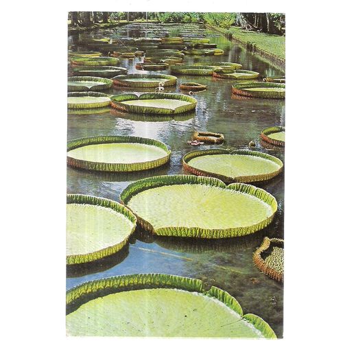 GIANT WATER LILIES, MAURITIUS used postcard 1987 postmark #