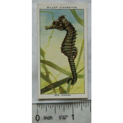 1938 Wills The Sea-Shore No. 6 Sea Horse