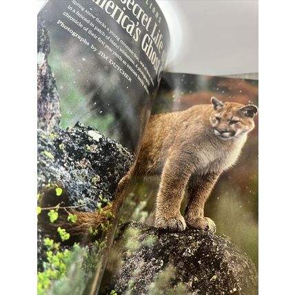 National Geographic Magazine July 1992 Mountain Lions - Vintage Collectable y