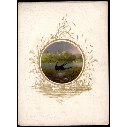 FEATHERED FAVOURITES - SWALLOW 1854 Joseph Wolf - Bird CHROMOLITHOGRAPH
