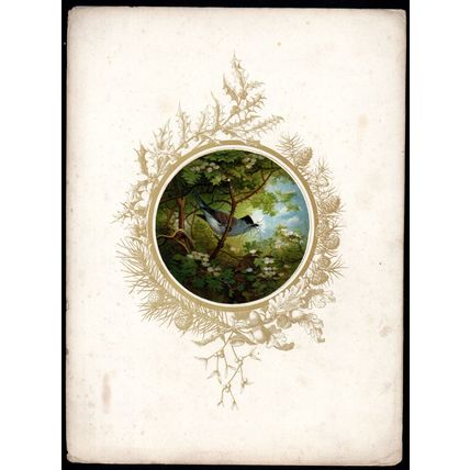 FEATHERED FAVOURITES - BLACKCAP 1854 Joseph Wolf - Bird CHROMOLITHOGRAPH