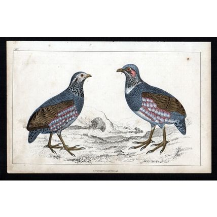 LARGE-FOOTED PARTRIDGE 1850 Birds Oliver Goldsmith ANTIQUE ENGRAVING