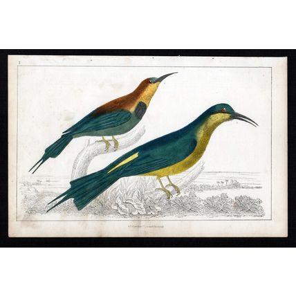 RED-WINGED & BLUE-HEADED BEEATERS 1850 Birds Oliver Goldsmith ANTIQUE ENGRAVING