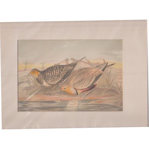 Print 1866 Indian Whistling Sand Grouse