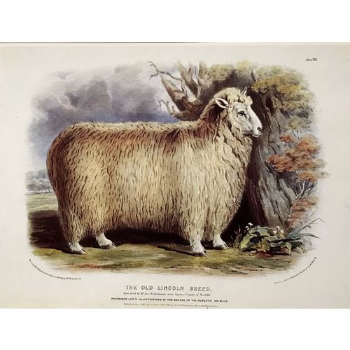 Antique Print LINCOLN SHEEP lithograph poster W Shiels vintage Animal Wall Art