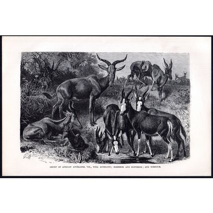GROUP OF AFRICAN ANTELOPES 1894 Gustav Heinrich Mützel VICTORIAN ENGRAVING