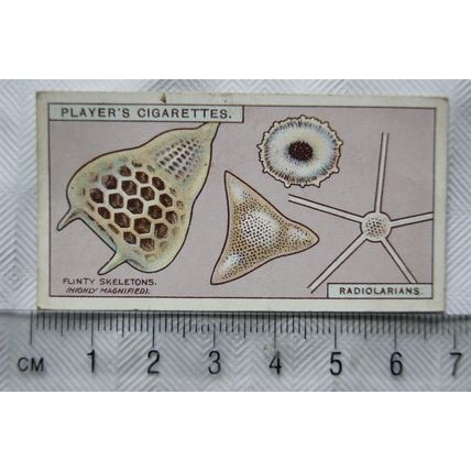 1929 Players Hidden Beauties No. 21 Radiolarians