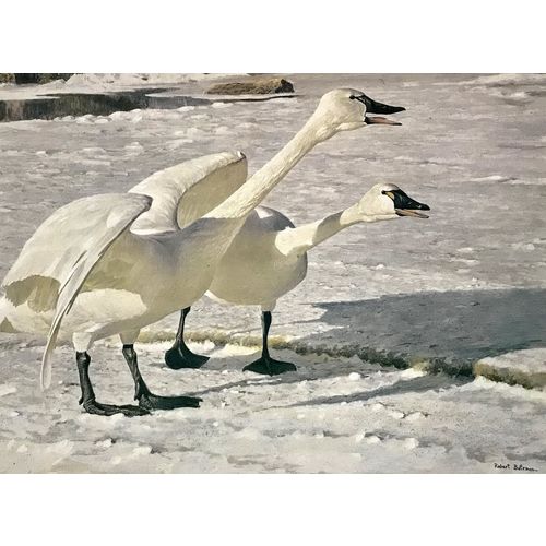 Robert Bateman print COURTING PAIR Swans vintage animal Poster Wall Art Decor