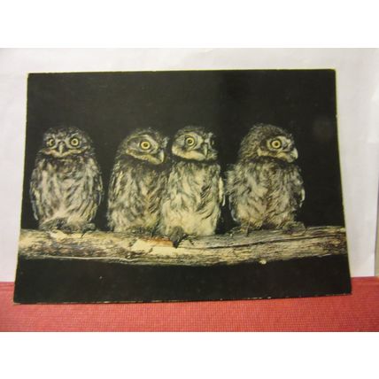 four OWL CHICKS unused vintage postcard =