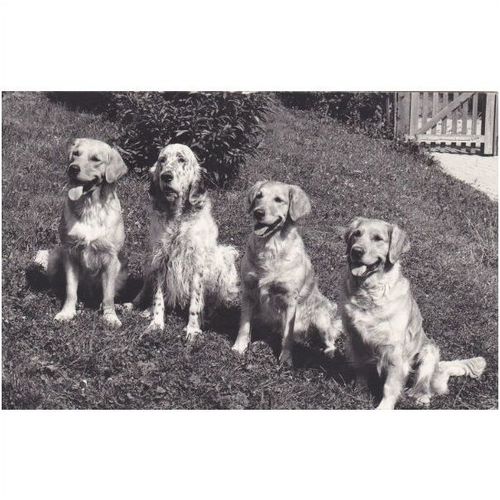 4 Dog sitting together Postcard (An1019)