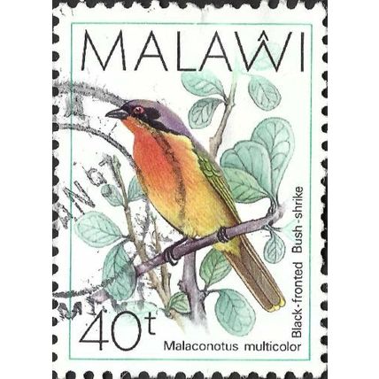 MALAWI, BIRD, Black-fronted bushshrike, light green 1988, 40t