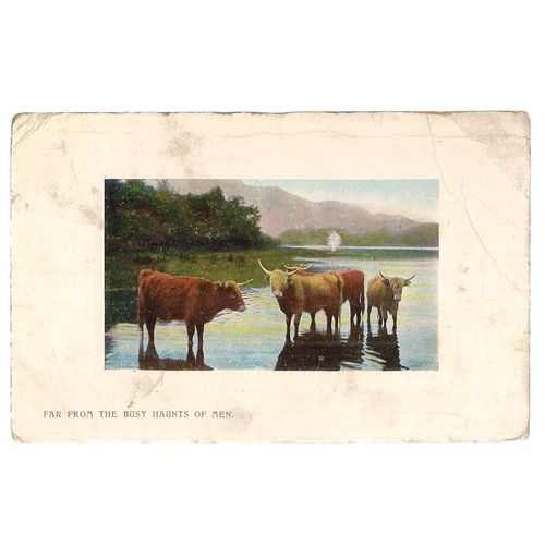 HIGHLAND CATTLE IN SCOTLAND used antique postcard 1908 postmark Wildt & Kray =
