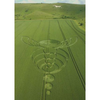 Milk Hill Wiltshire Crop Circle Postcard