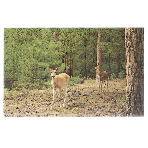 WHITE TAIL DEER, .unused American vintage postcard =
