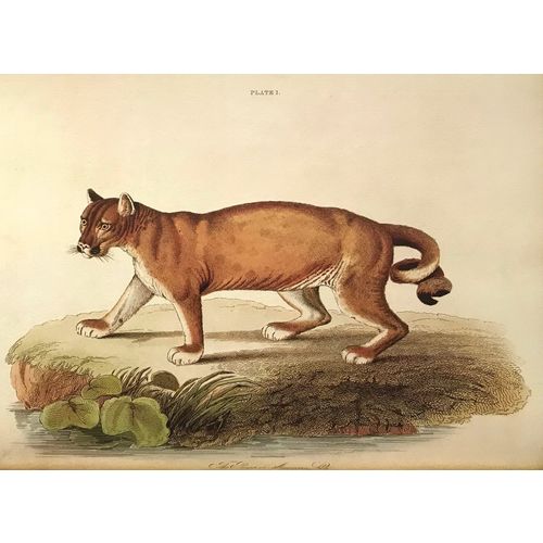 1834 PUMA Cougar Wild Cat Felis Concolor LIZARS print engraving animal poster