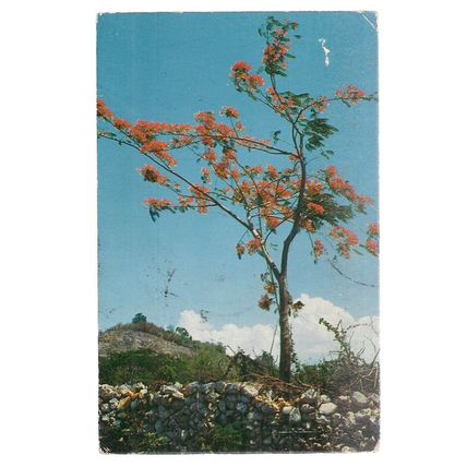 FLAMBOYANT TREE, PUERTO RICO used postcard 1957 postmark.. 4 x stamps removed =
