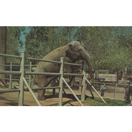 Nosey The Indian Elephant At Roading Park Zoo Washington Postcard