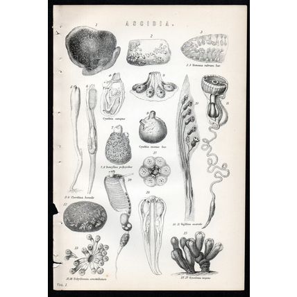 ASCIDIA 1883 Genus Tunicates Marine Invertebrate Animal VICTORIAN LITHOGRAPH