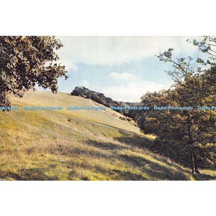 D023243 Box Hill. Surrey. Dixon