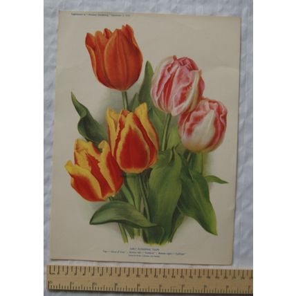 1939 Amateur Gardening illustration - Early Flowering Tulips