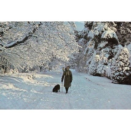 Lady Walking Dog at Hook Heath Surrey 1970s Christmas Postcard