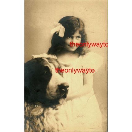 Sweet Girl With Saint Bernard Dog, 818 Hartmann Postcard, 1903