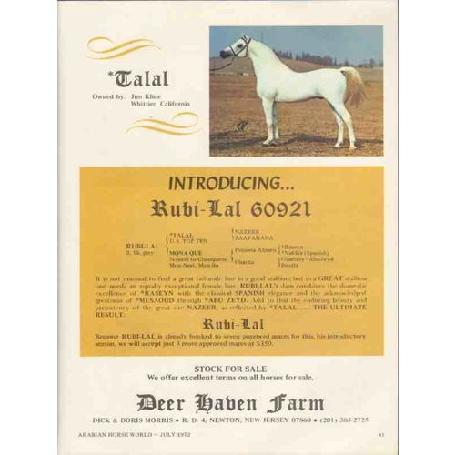 deer haven farm 1972 talal ruby-lal mona que arabian horse vintage ad