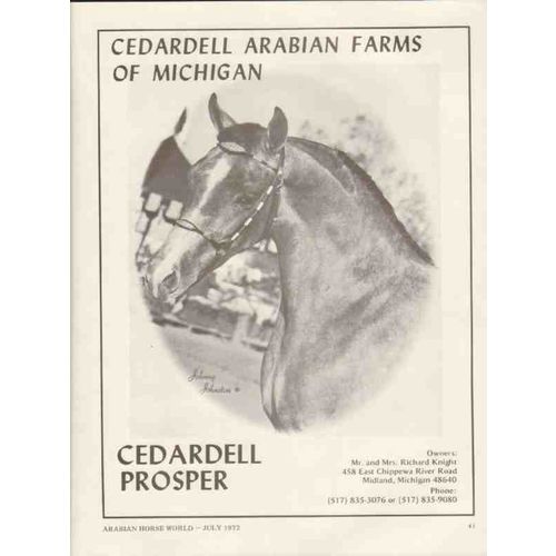 cedardell arabian farms michigan 1972 prosper stud horse vintage ad