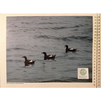 MAINE FOREVER A GUIDE TO NATURE CONSERVANCY PRESERVES IN MAINE ILLUSTRATED