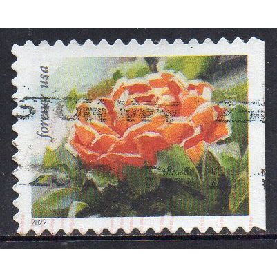 USA 2022 Snowy Beauty - Ranunculus Forever Used