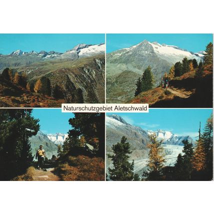 Switzerland Postcard 1981 - Naturschutzgebeit Aletschwald