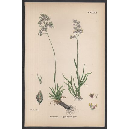 ALPINE MEADOW-GRASS 1872 John Edward Sowerby PLANT PRINT