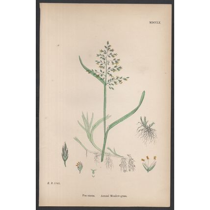 ANNUAL MEADOW-GRASS 1872 John Edward Sowerby PLANT PRINT