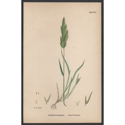 AWNED NIT-GRASS 1872 John Edward Sowerby PLANT PRINT