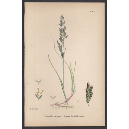 CREEPING SEA MEADOW-GRASS 1872 John Edward Sowerby PLANT PRINT